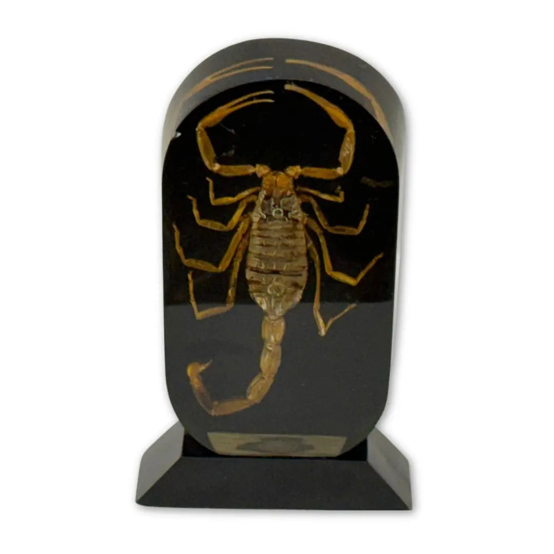 Real golden scorpion encased in a clear acrylic or resin block