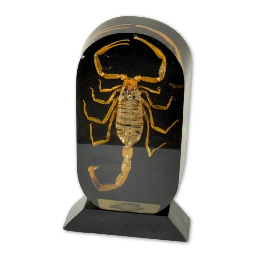 Real golden scorpion encased in a clear acrylic or resin block